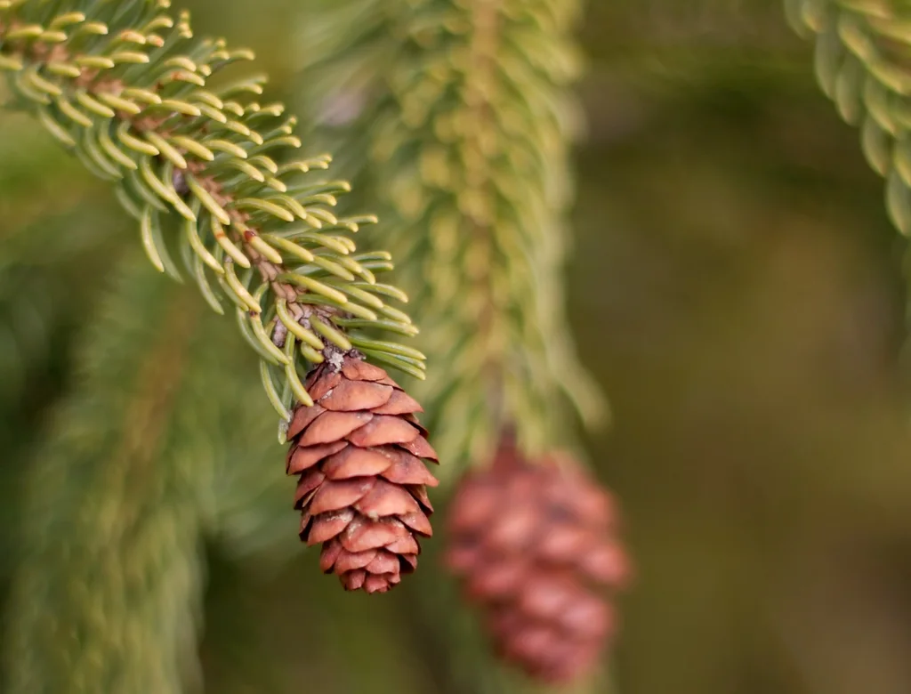 Hanging cylindrical seed cones on white spruce