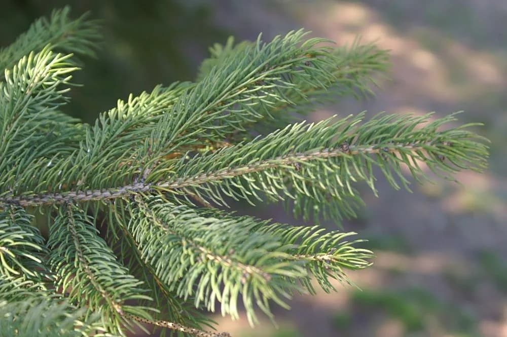 Individual white spruce needles radiating around a twig
