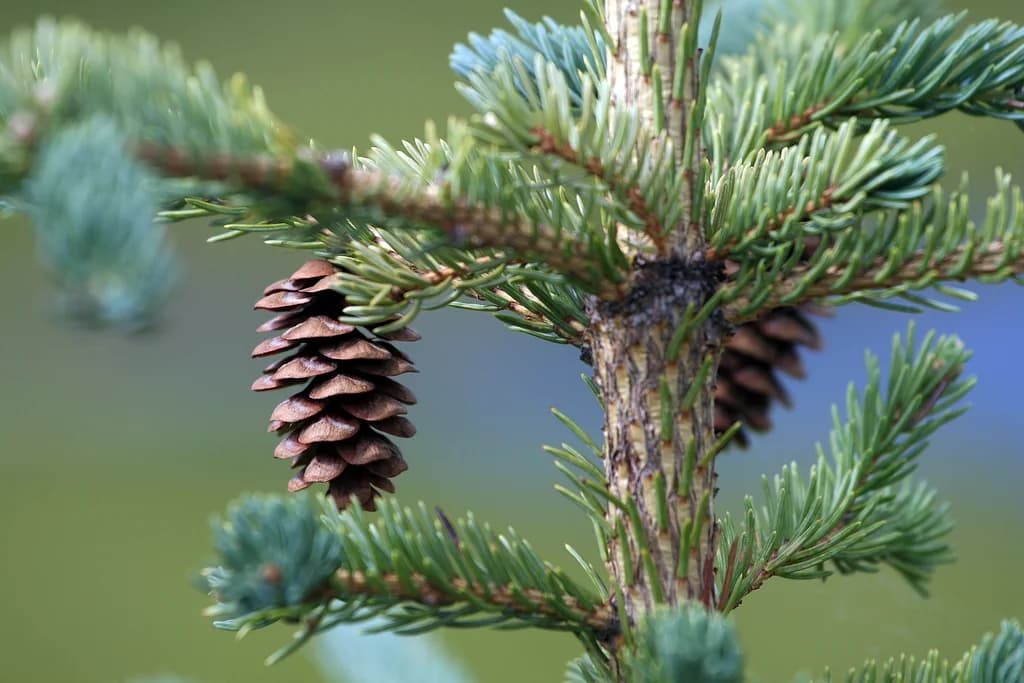 White spruce branch with blue-green needles and a hanging seed cone