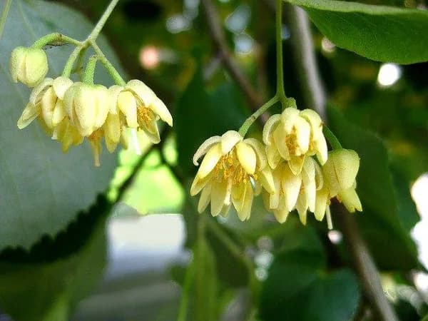 Pale yellow basswood flowers hanging beneath narrow bracts