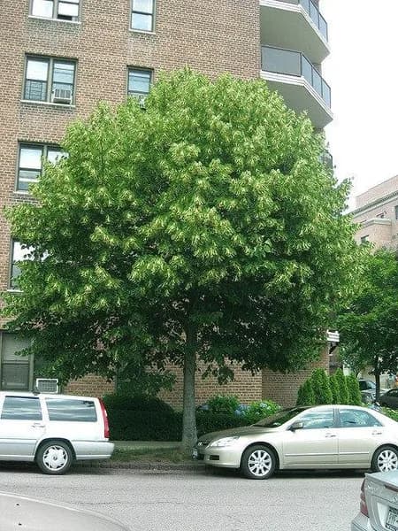 Broad American basswood canopy beside a city building