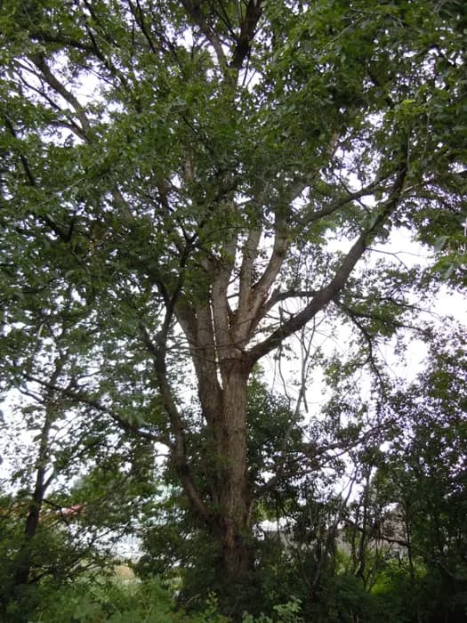 American elm with an upright trunk and spreading leafy canopy