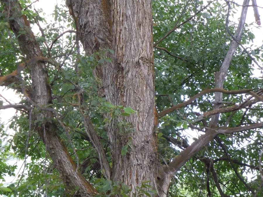 Ridged bark on an American elm trunk