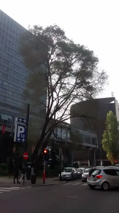 American elm growing beside a city street