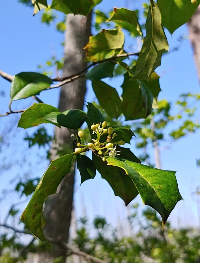 leaf and flower in spring Brunswick Nature Park — american holly