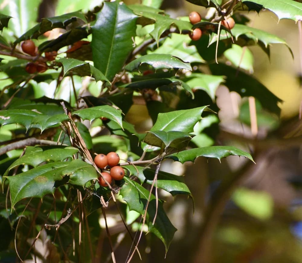 Leaves & Berries - November - Warren Co., NC — american holly