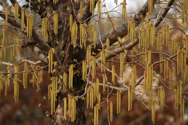 Slender male hophornbeam catkins hanging from bare twigs