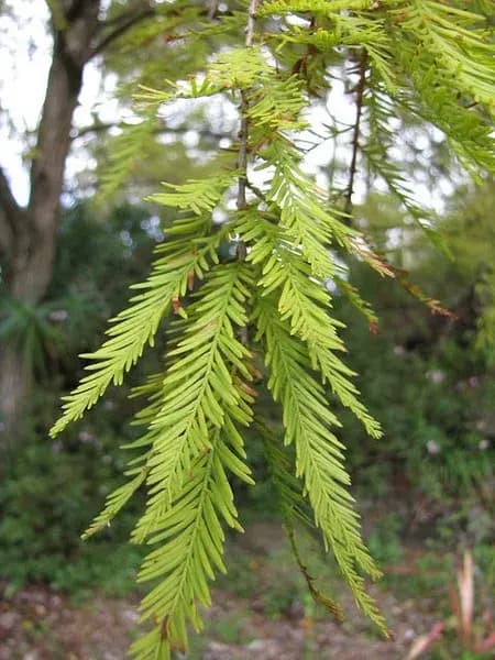 Fine green foliage of bald cypress