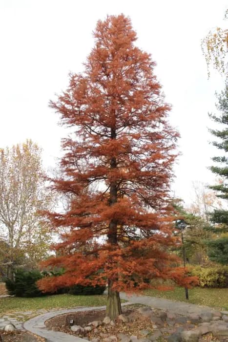 Bald cypress showing seasonal foliage color