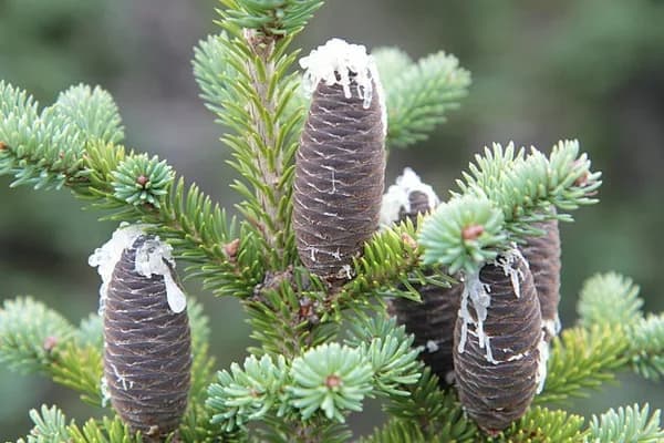 Balsam fir cones standing upright near the top of the tree