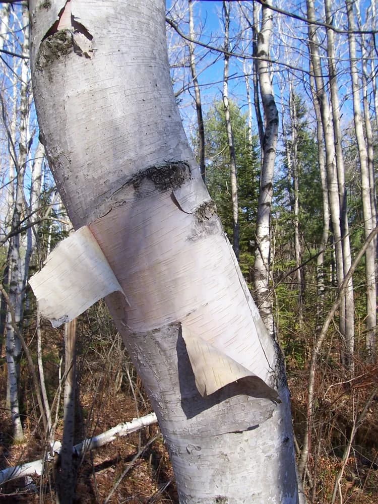 White paper birch bark with horizontal markings
