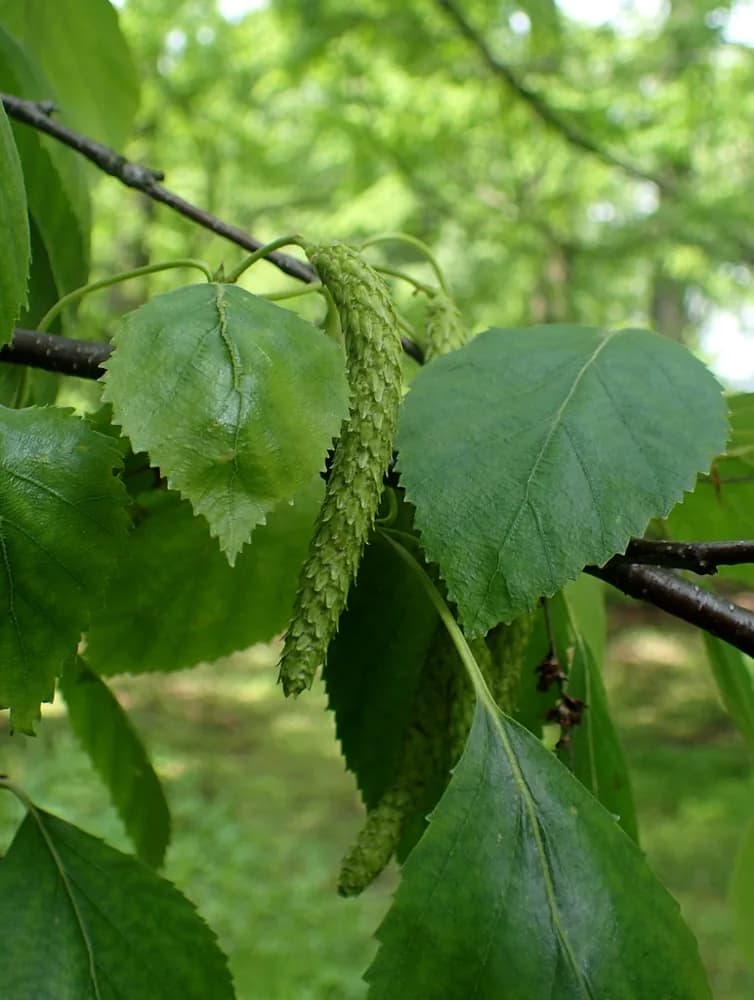 Paper birch leaves with toothed margins