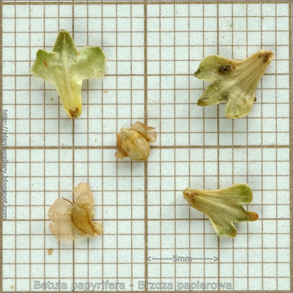 Paper birch seed-bearing structures on a twig