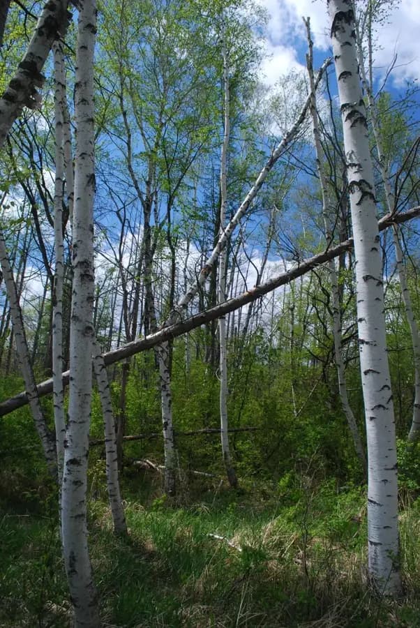 Paper birch: form
