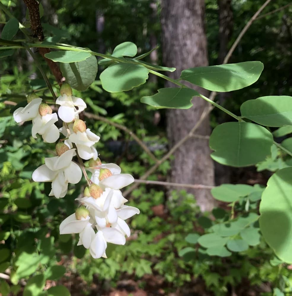 Flower and Leaves (Warren County, NC)-Spring — black locust