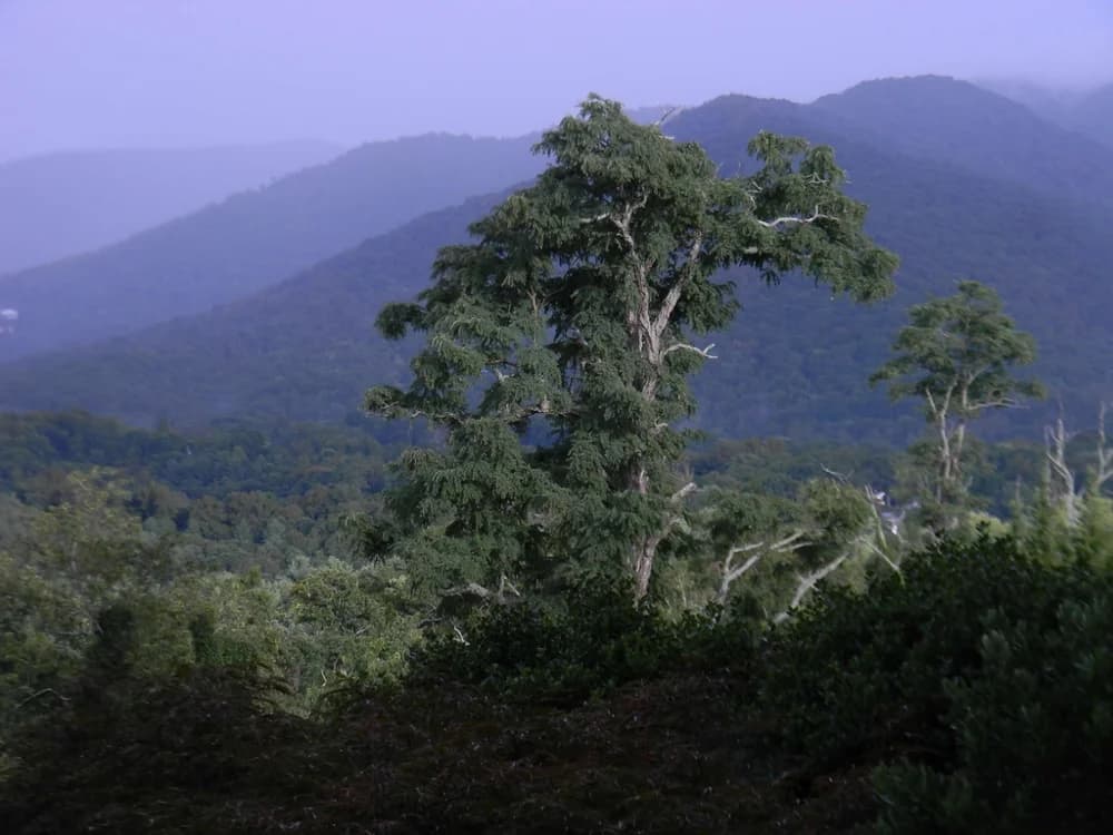 Tree height (Buncombe, NC) — black locust