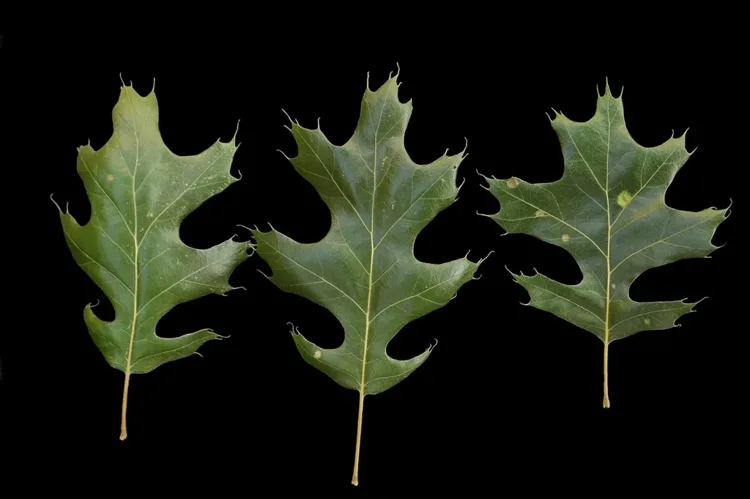 Three black oak leaves showing their variable bristle-tipped lobes