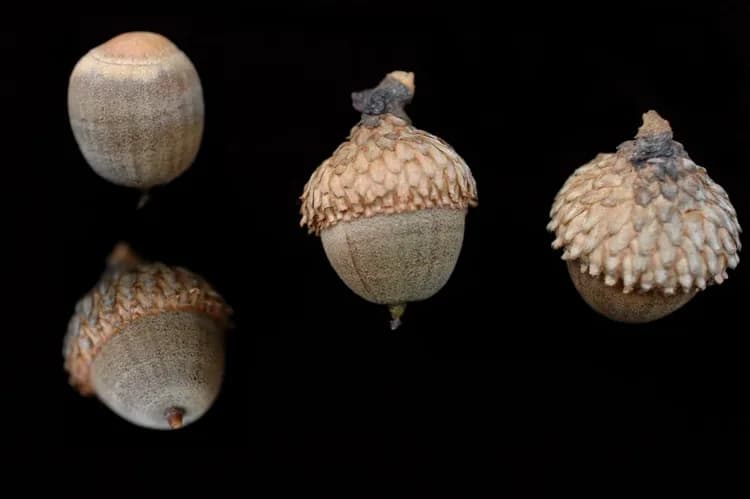 Black oak acorns showing scaly cups and rounded nuts