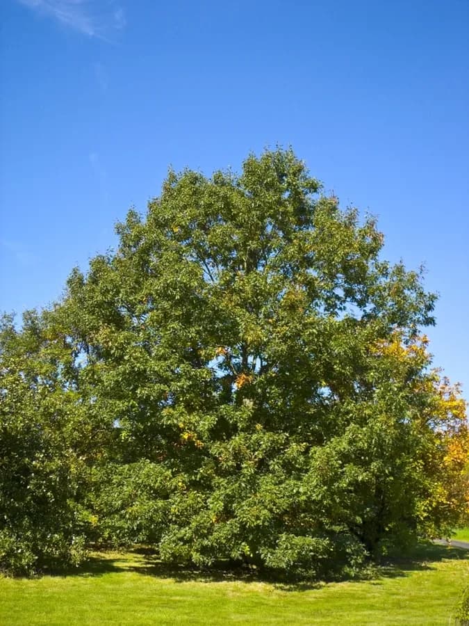 Black oak with a broad leafy crown in an open landscape