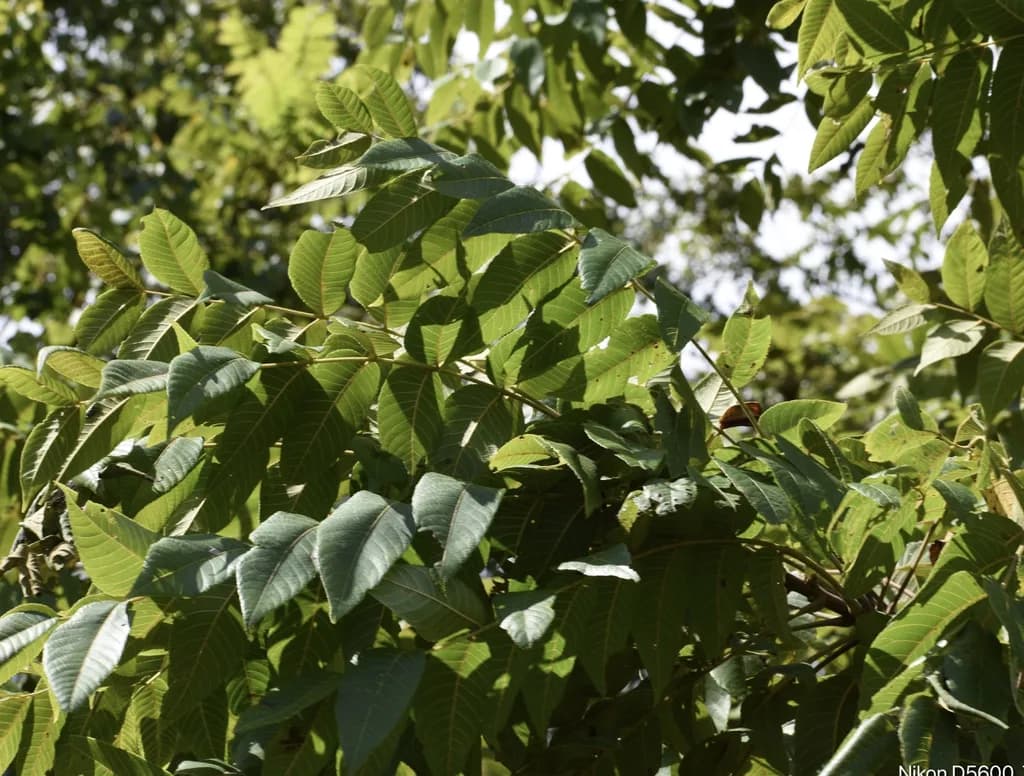 Compound black walnut leaves with many pointed leaflets