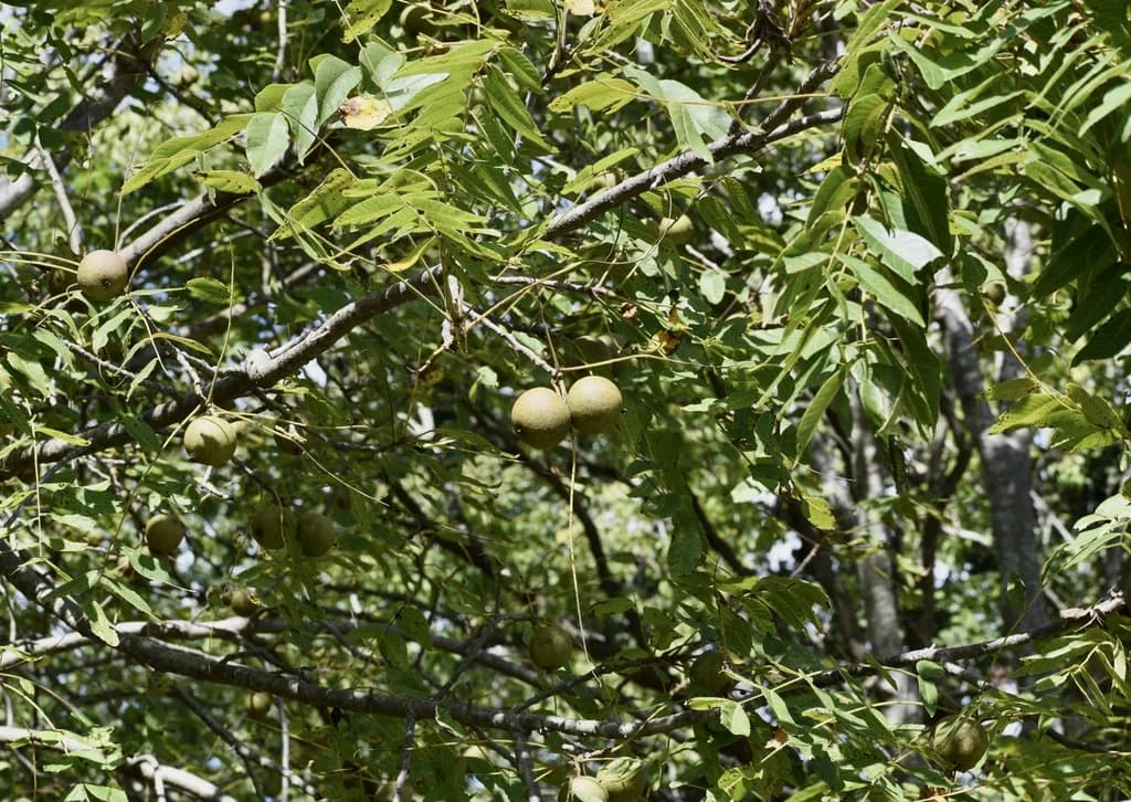 Green-husked black walnuts among compound leaves