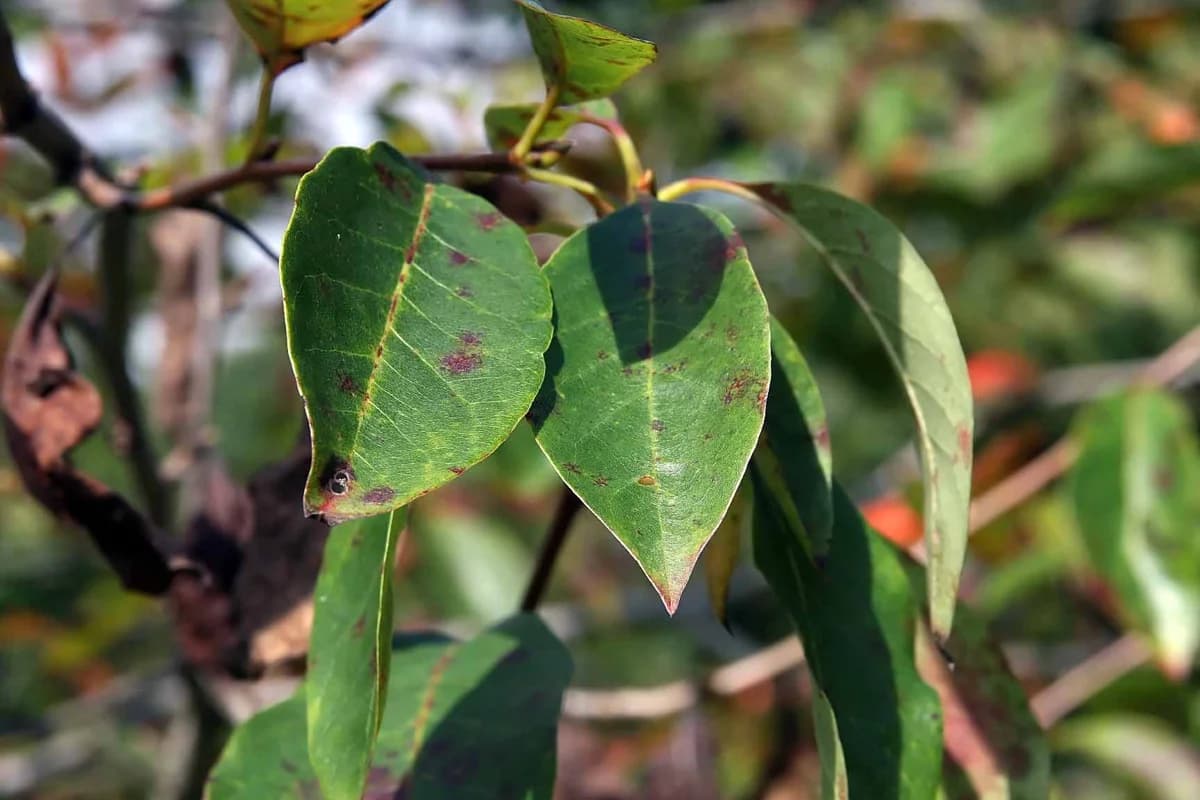 Blackgum leaves photographed at the North Carolina Arboretum