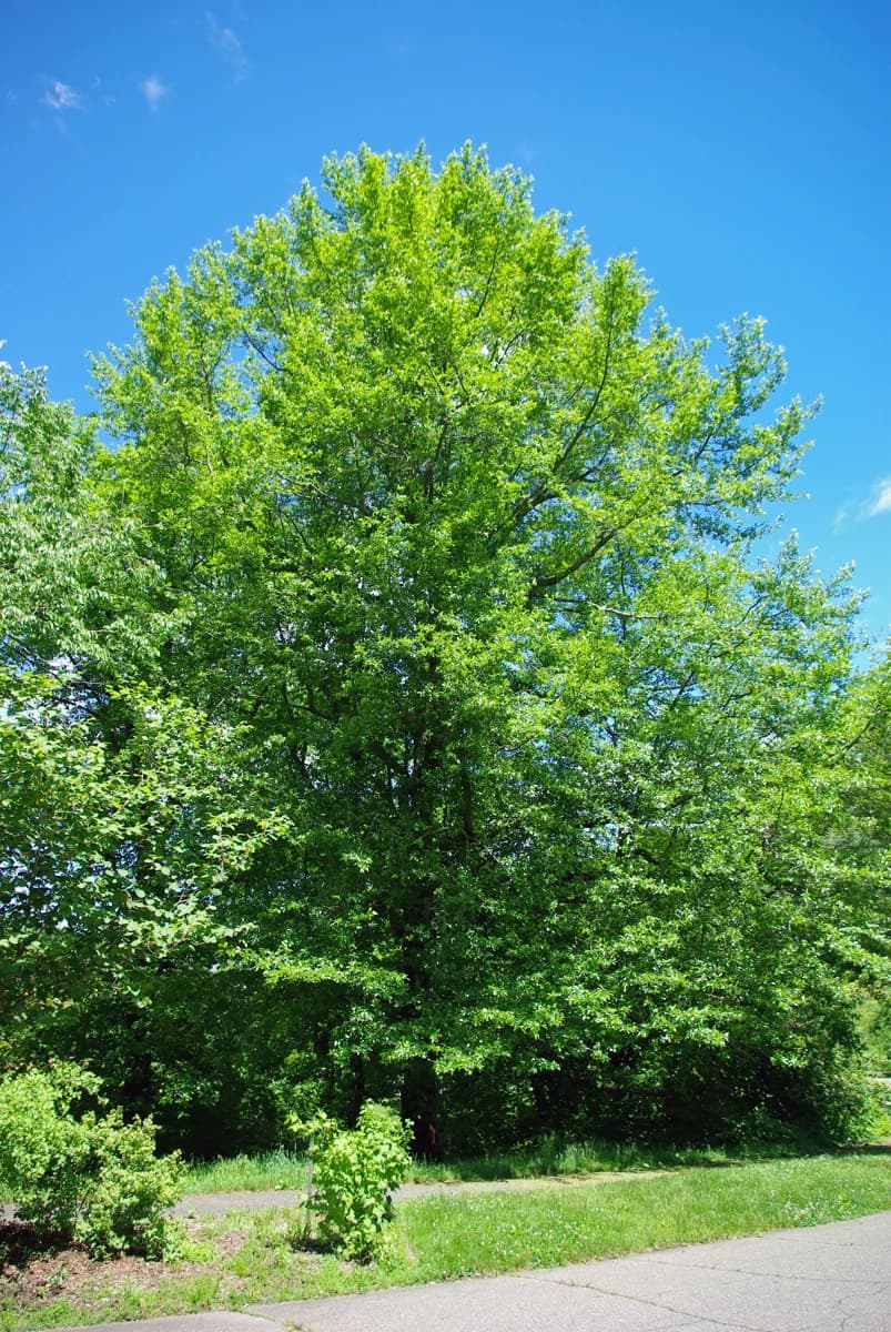 Blackgum with a leafy crown at the Arnold Arboretum in Boston