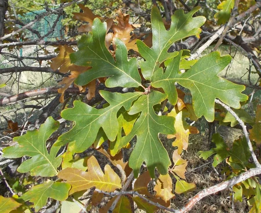 Bur oak foliage showing rounded lobes and narrowed leaf middles