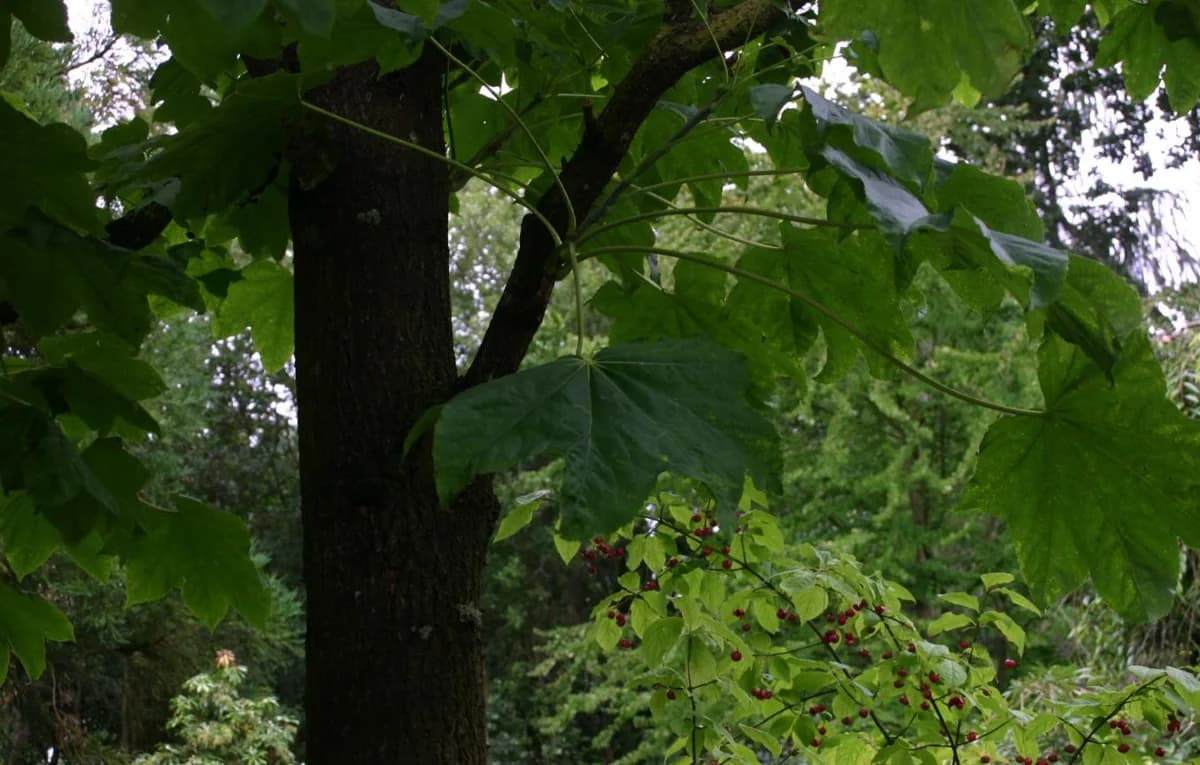 Lobed castor aralia leaves beside the trunk