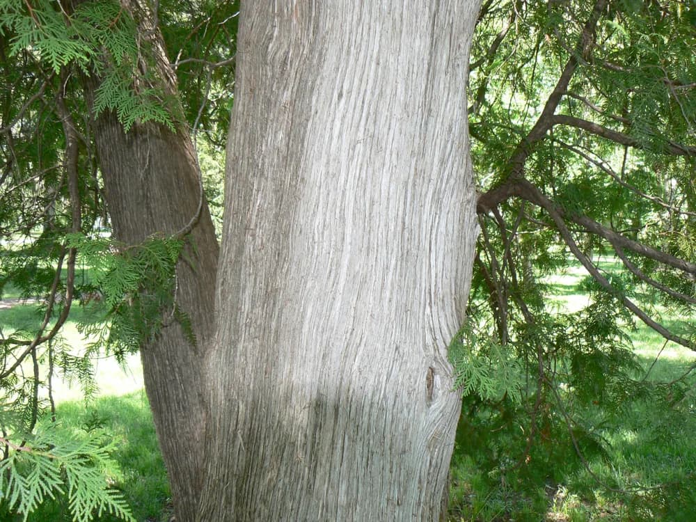 Northern white-cedar bark beside green foliage