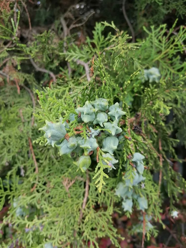 Developing seed cones on northern white-cedar foliage