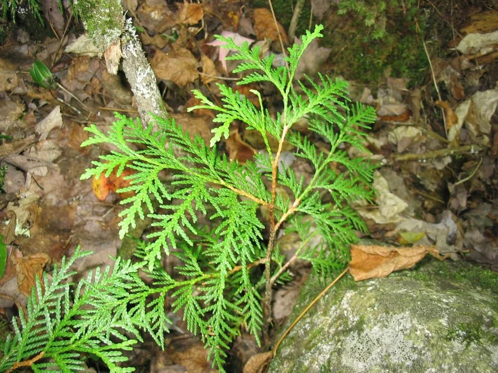 Northern white-cedar foliage arranged in flattened sprays