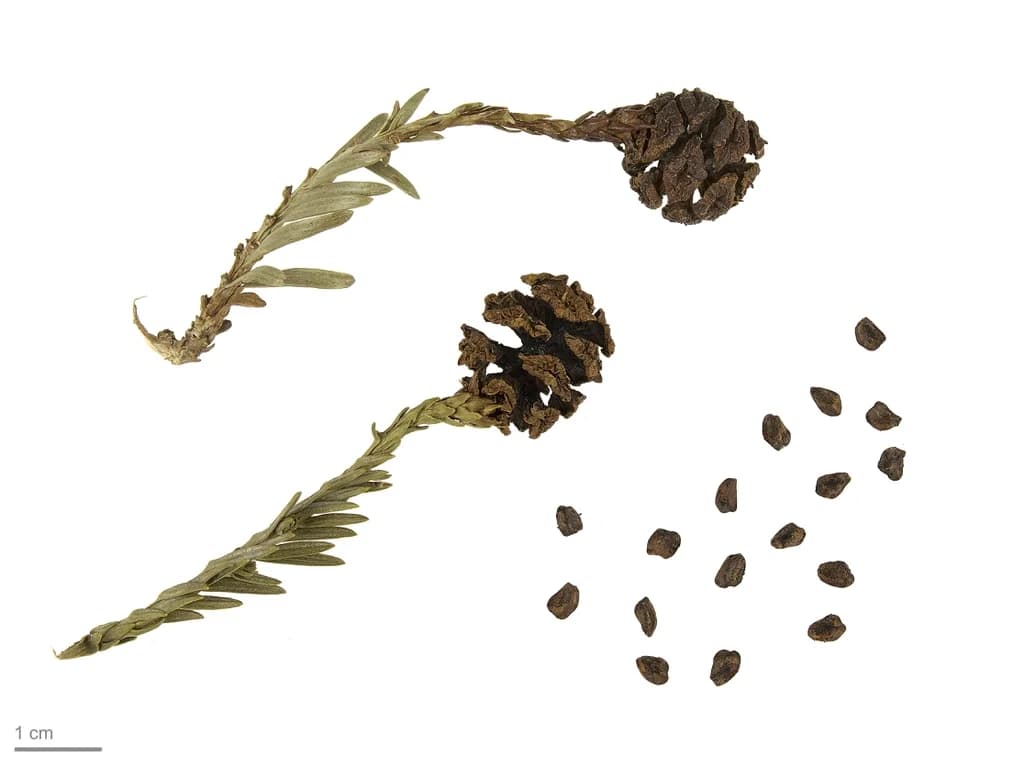 Woody coast redwood cone and seeds