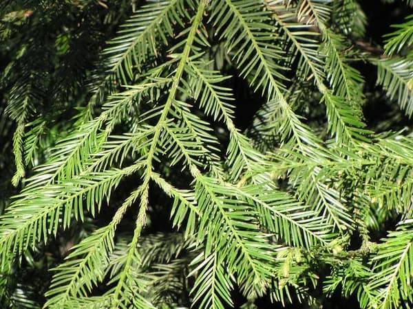 Flat green needles on a coast redwood shoot