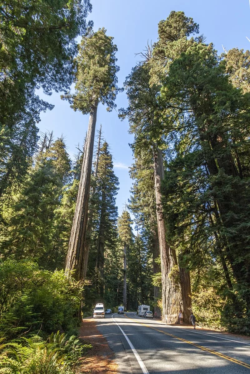 Coast redwood trunks and evergreen crowns in a northern California grove