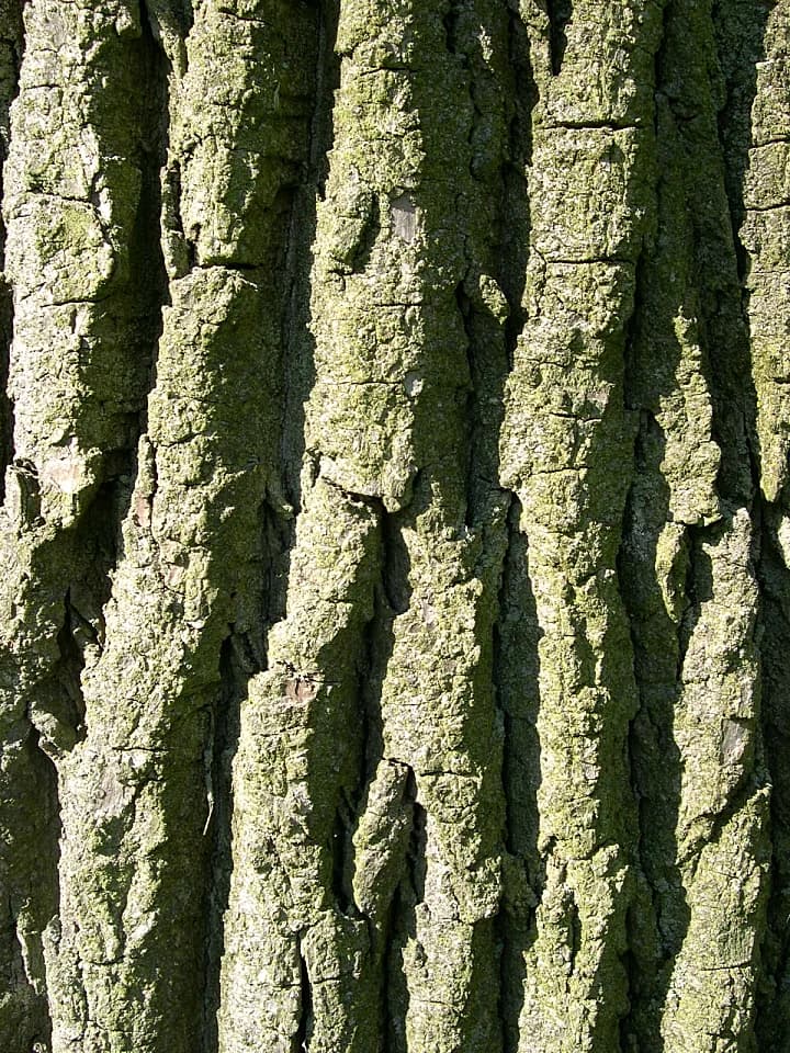 Mature eastern cottonwood bark with deep intersecting furrows