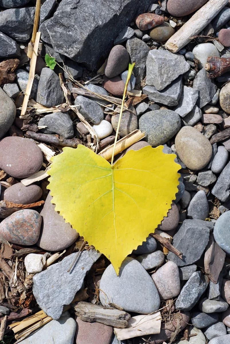 Naturally fallen eastern cottonwood leaf with a broad base and toothed triangular outline