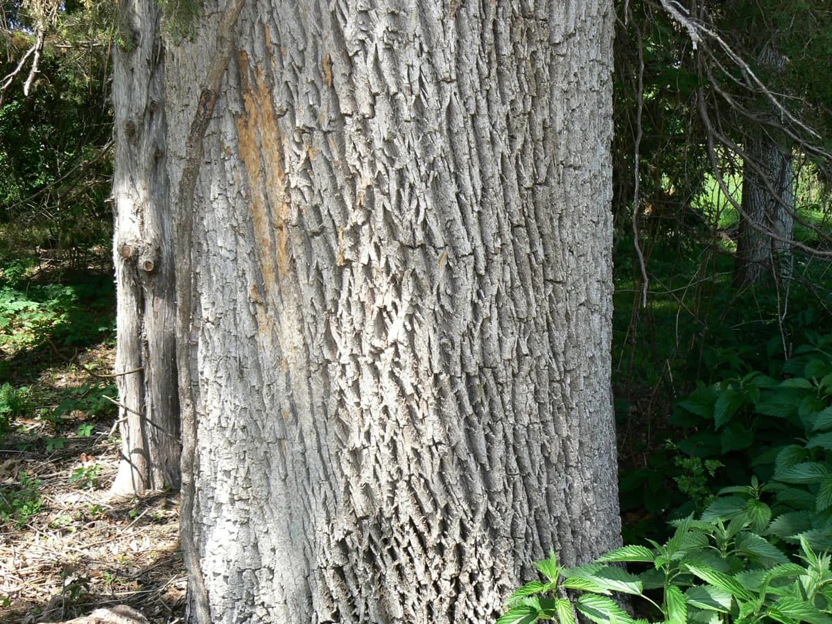 Green ash bark with interlacing ridges and furrows