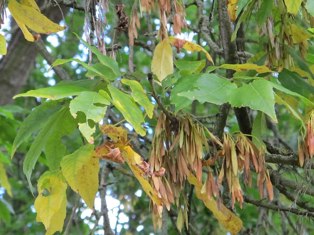 Green ash compound leaves showing their leaflets