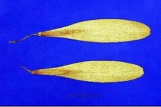 Green ash samaras with a wing extending alongside the seed body