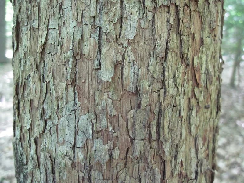 Gray-brown hophornbeam bark with narrow loose scales