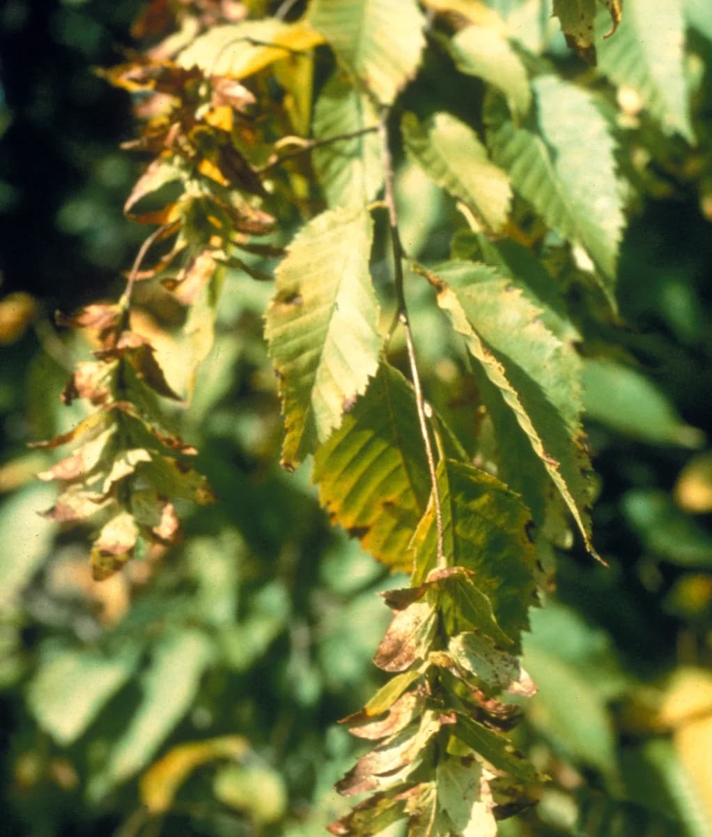 American hornbeam nutlets attached to leafy three-lobed bracts