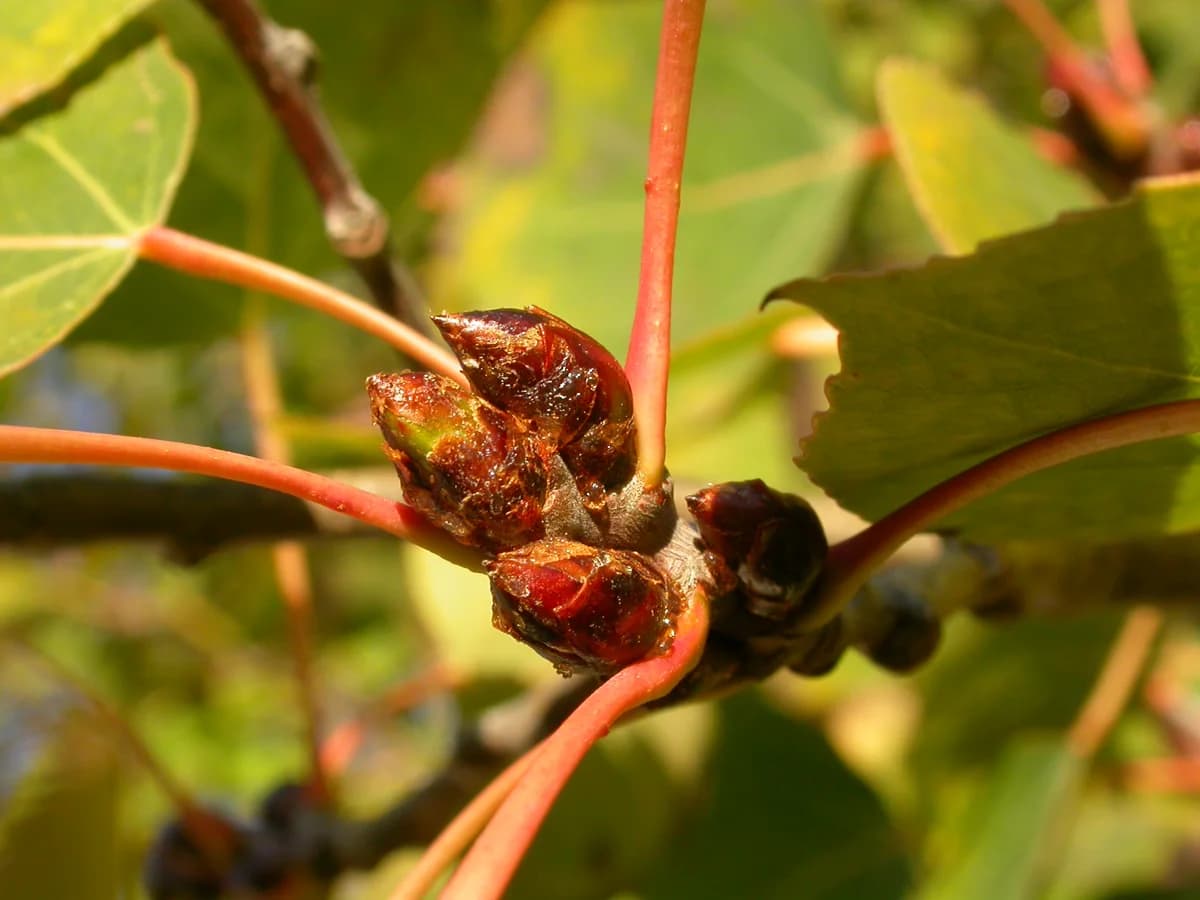 Pointed winter bud on a quaking aspen twig