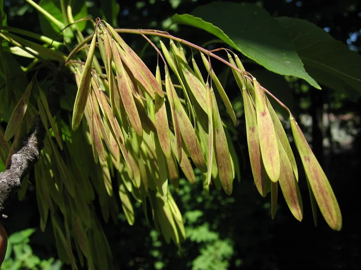 White ash samaras with a wing at one end of the seed body