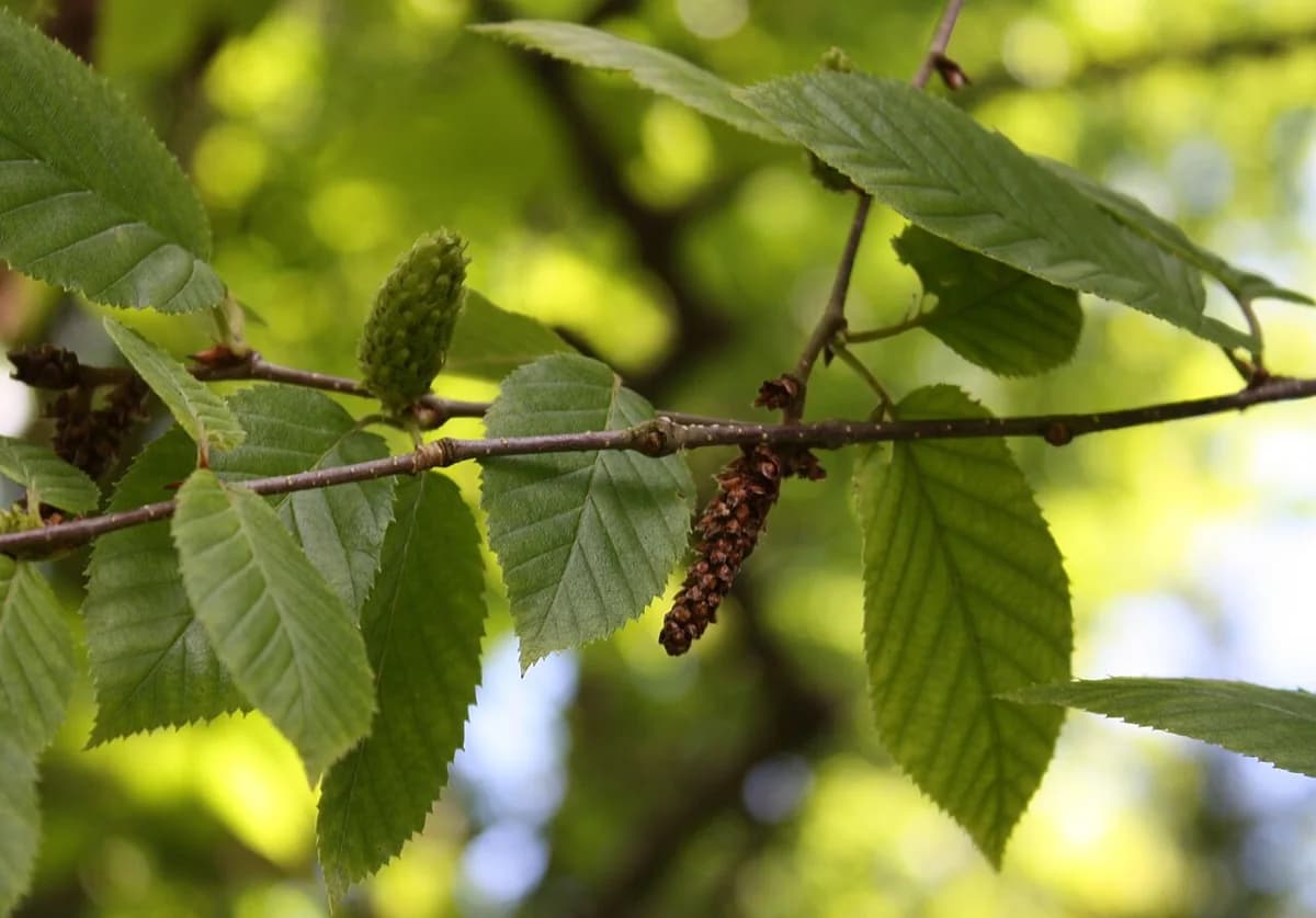 Upright seed-bearing structures among yellow birch leaves