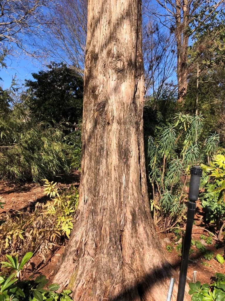 Metasequoia glyptostroboides