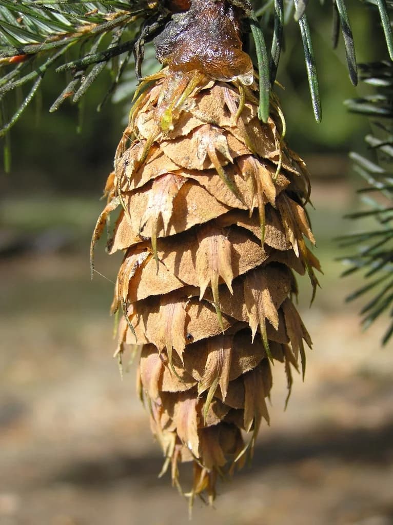 Douglas-fir seed cone with projecting three-pointed bracts