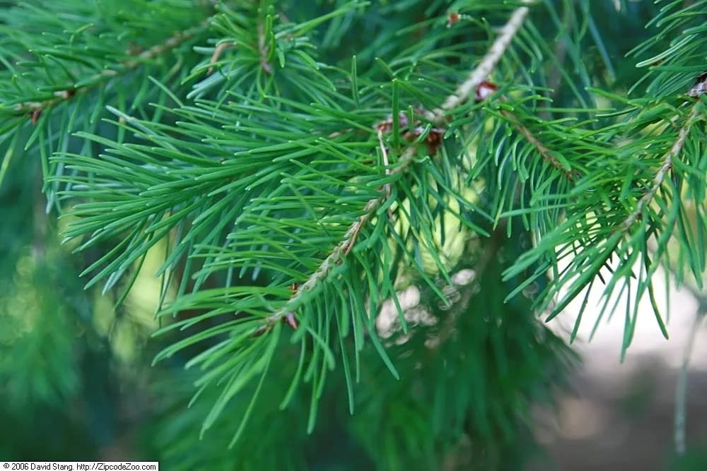 Douglas-fir needles arranged along a twig