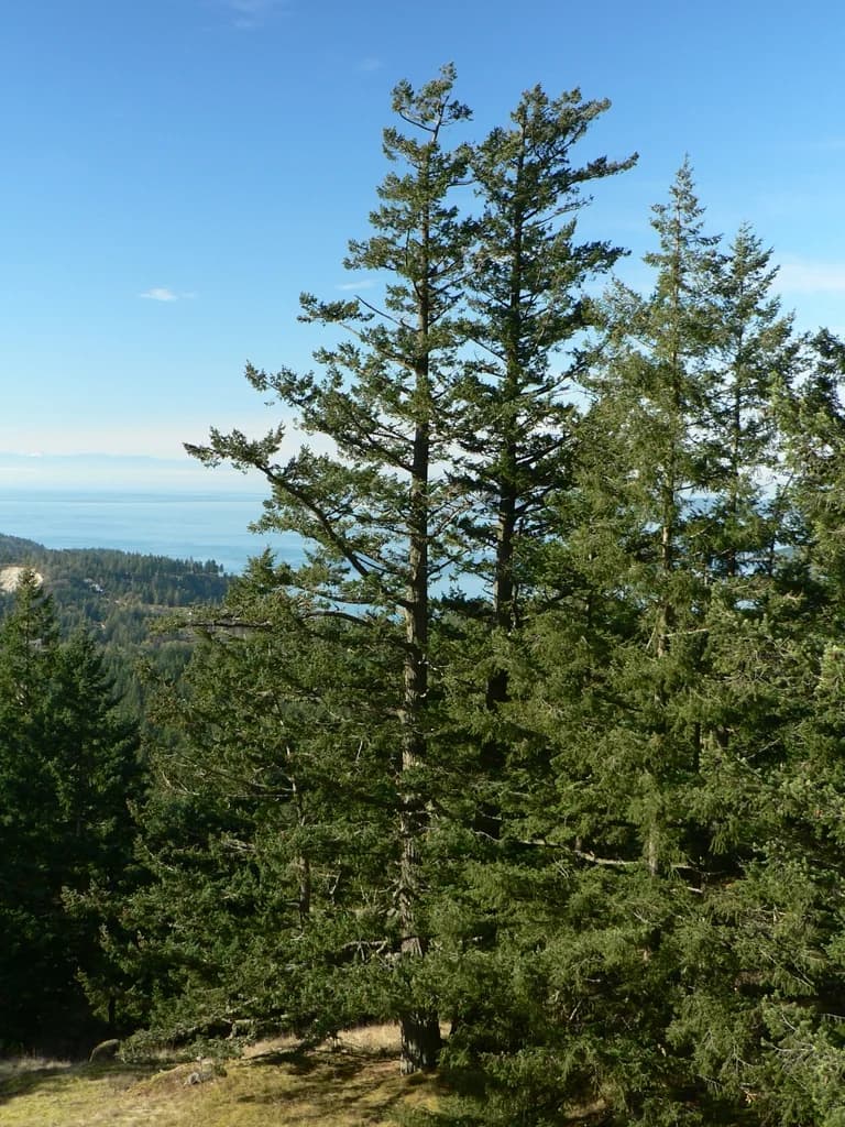 Douglas-fir trees growing in their native habitat