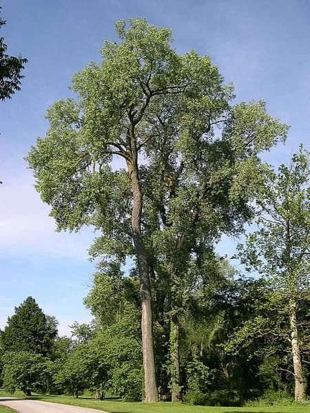 Tall eastern cottonwood with a broad crown above a wooded edge